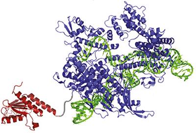 Commentary: Programmable base editing of A·T to G·C in genomic DNA without DNA cleavage